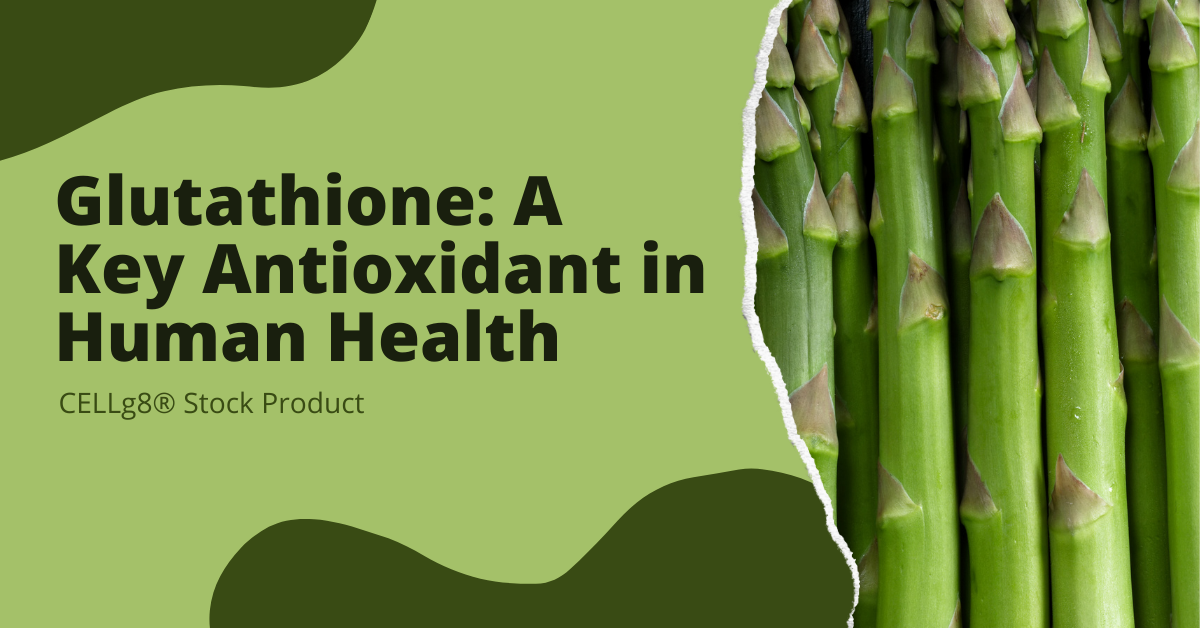 Glutathione Antioxidant