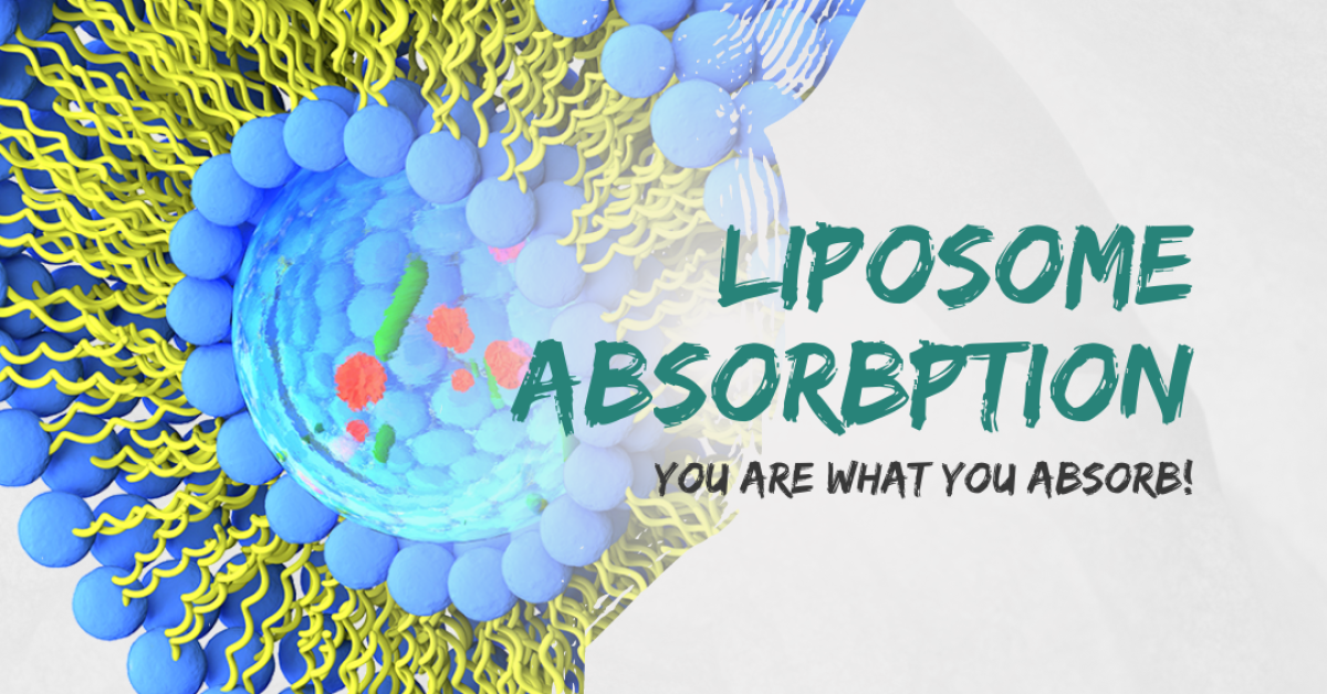 Liposome Absorbtion v2